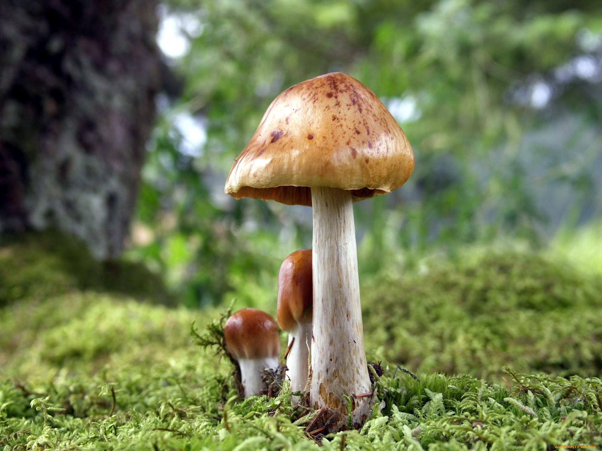Болезни грибов для природы картинки